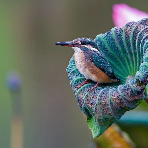 Click to enlarge Bird