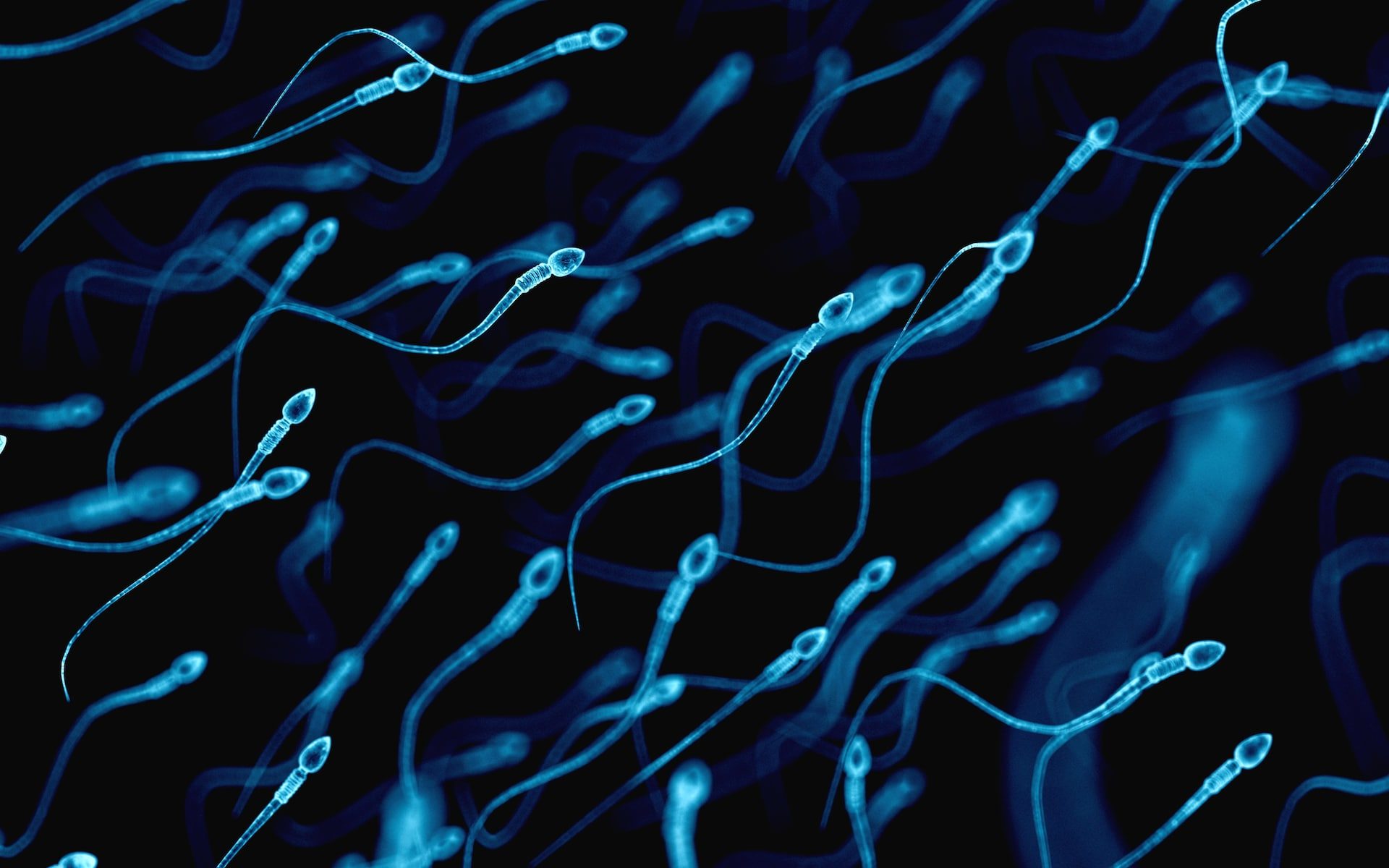 sperm