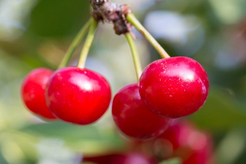 Montmorency cherries