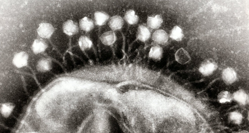 viruses on cell