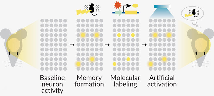 Click to enlarge Brain Memories 6