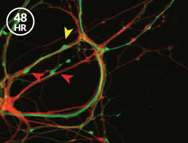 Click to enlarge Brain Memories 5