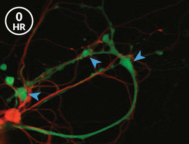 Click to enlarge Brain Memories 3