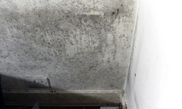 Click to enlarge Mould on the walls