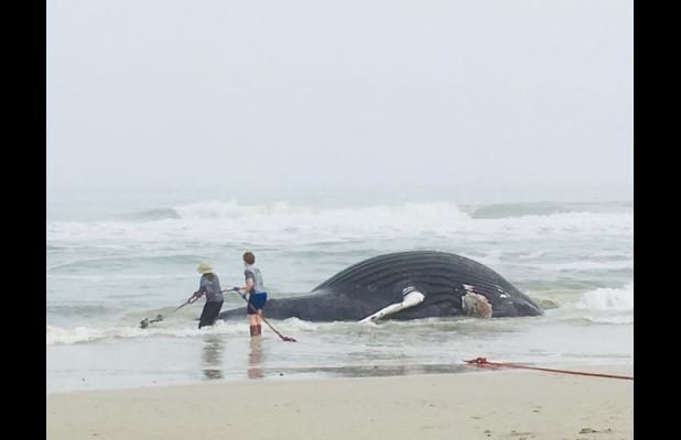 Dead whale washes up on beach