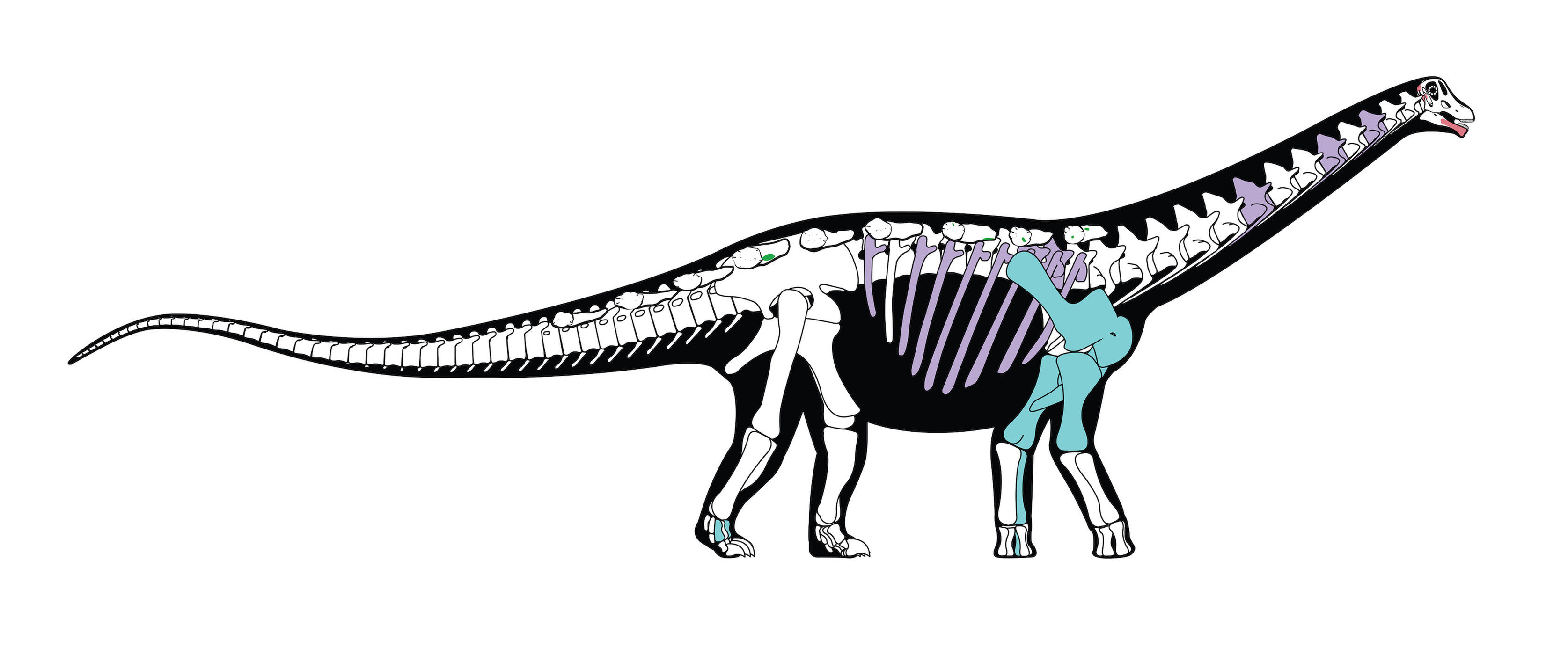 Egyptian dinosaur