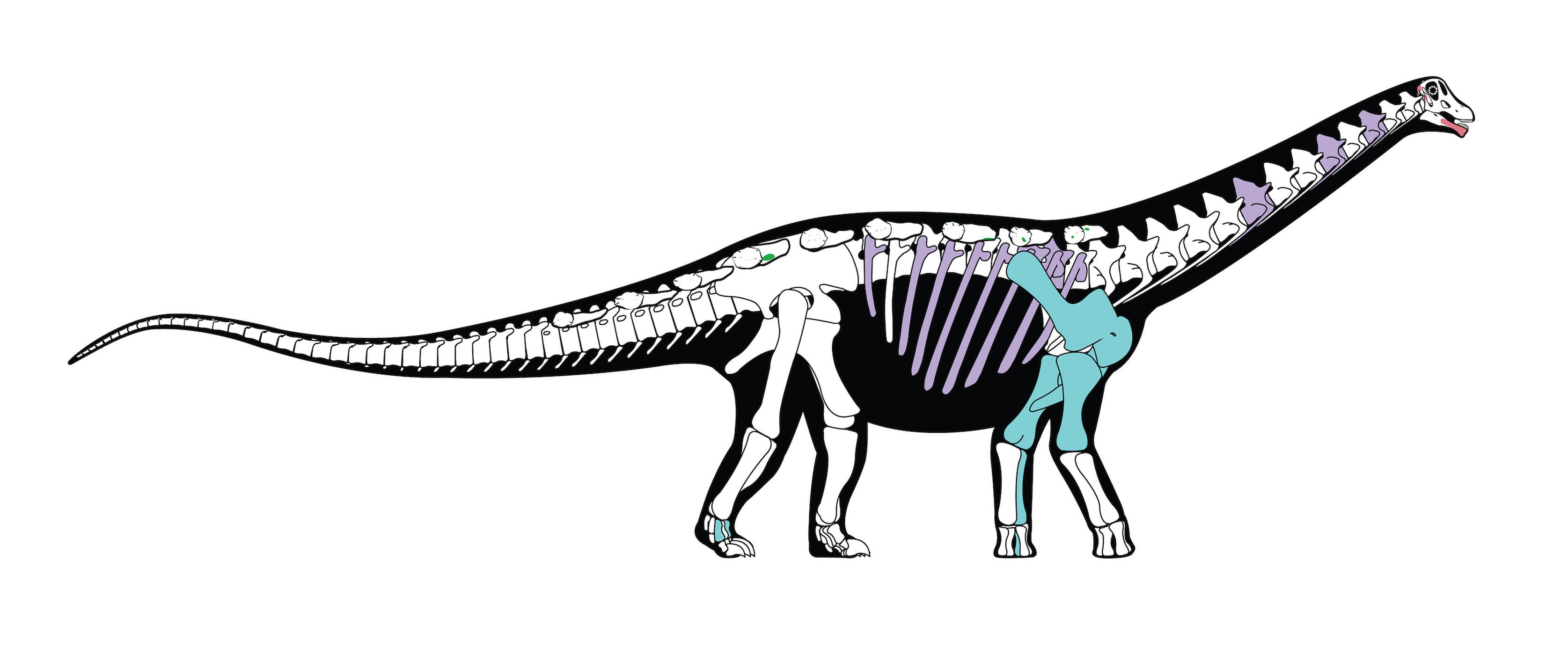 Click to enlarge Egyptian dinosaur