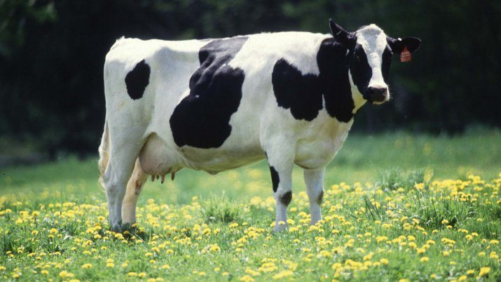 GMO Cow