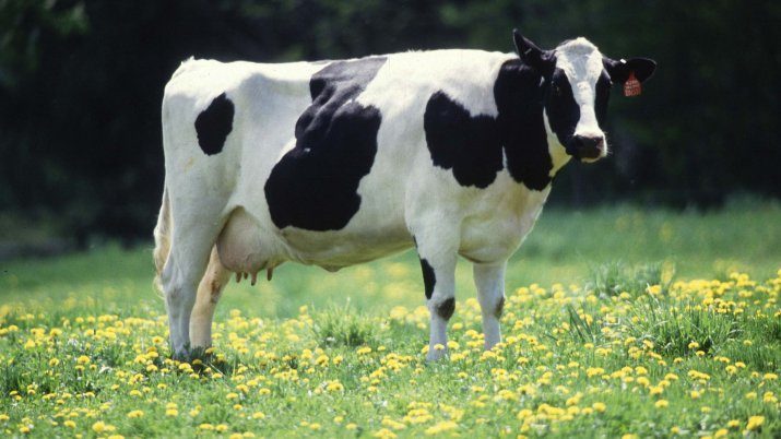 Click to enlarge GMO Cow