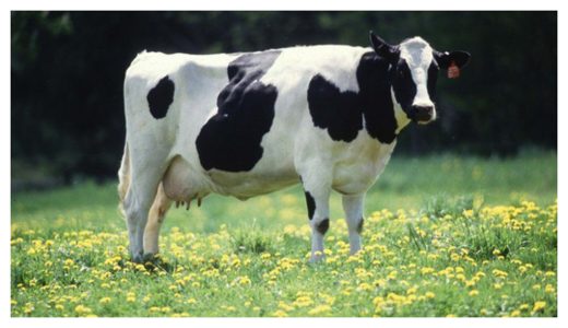 GMO Cow