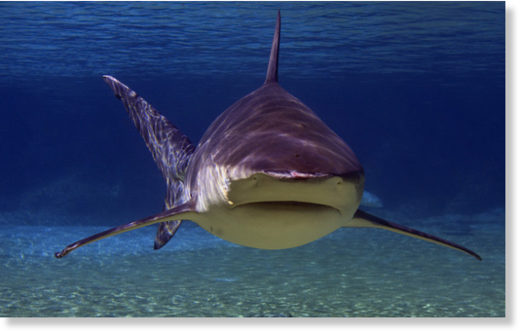 Bull shark