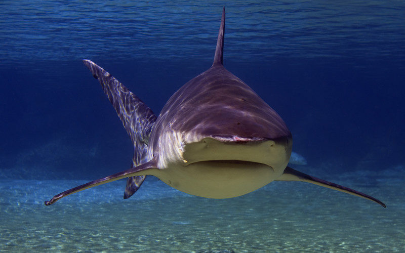 Bull shark