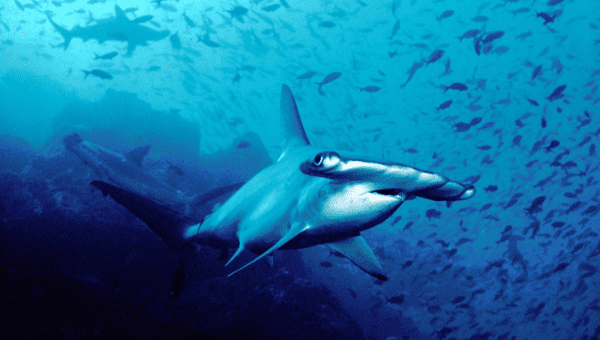 hammerhead sharks