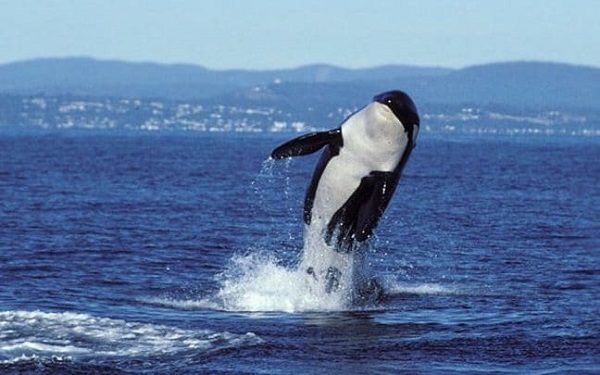 Orca