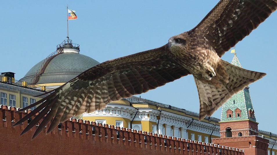 kremlin falcon