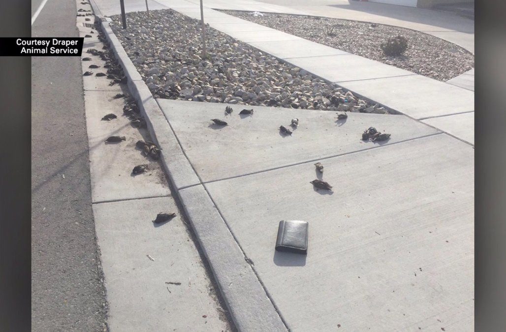 Hundreds of birds fall from sky in Utah