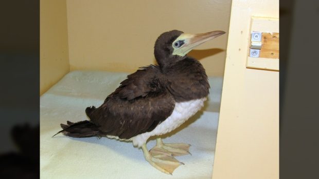 A brown booby, a tropical bird rarely seen in the cool climate of the Pacific Northwest, is recovering after it was found injured at Ogden Point. Jan. 31, 2018.