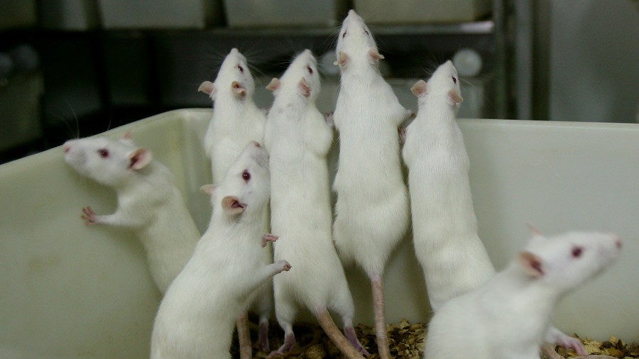 Click to enlarge mice