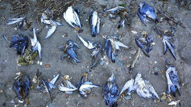 Hundreds of dead and sick fairy pirons are washing up around Tasman shores.