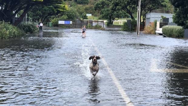Flooding in Burnham St, Seatoun in Wellington was fun for some on Thursday afternoon.