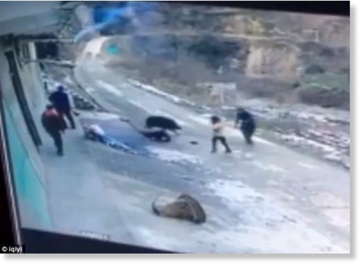 They try to use shovels to draw the boar's attention away from the 66-year-old Zhang