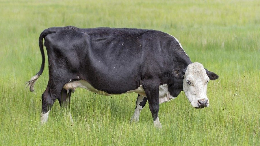 cow grazing