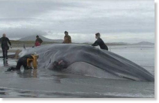 Stranded whale on the beach.