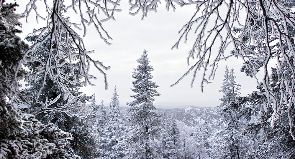 winter trees