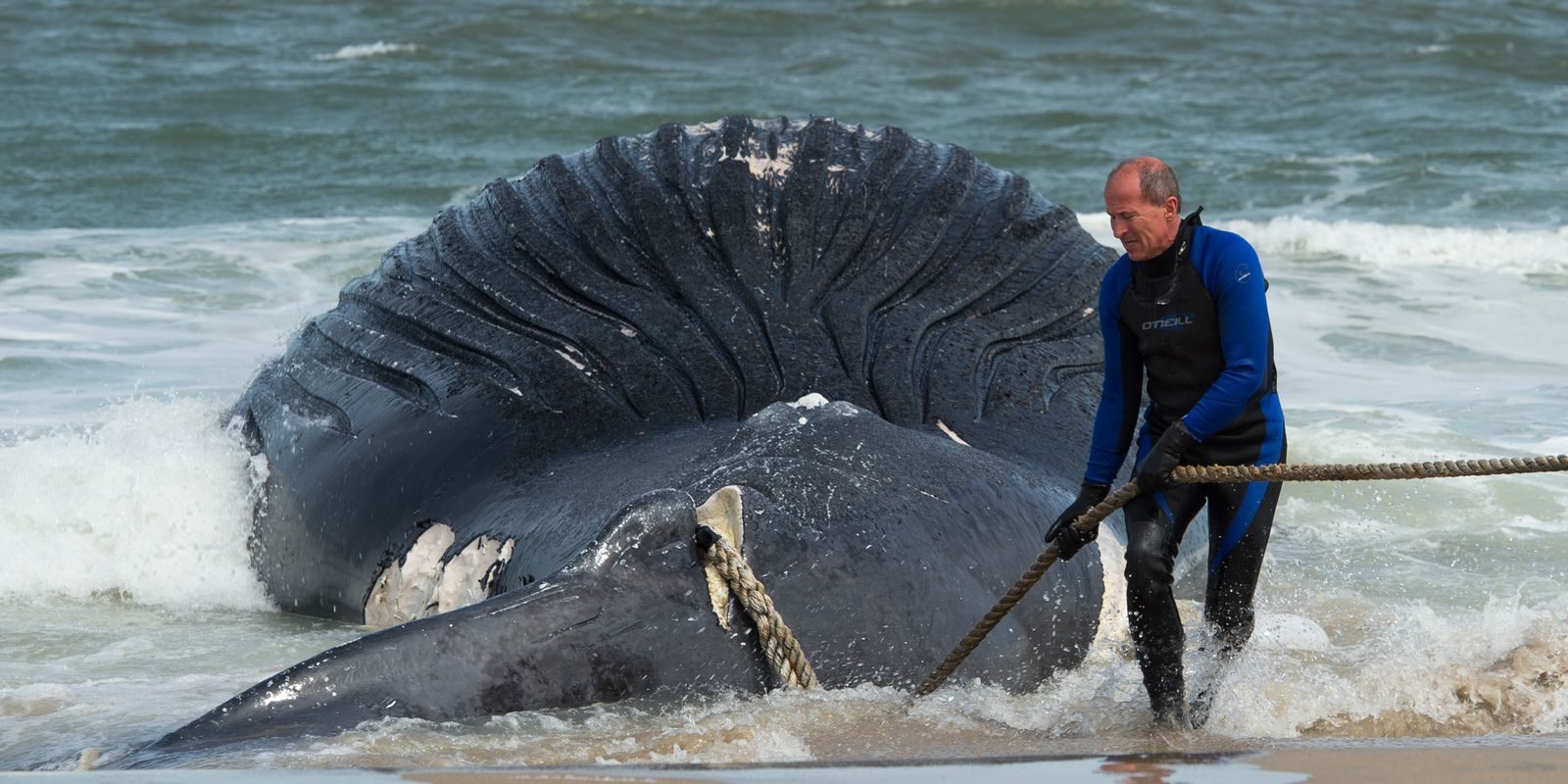 Click to enlarge whale