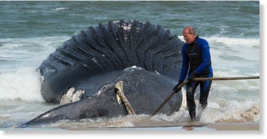 whale