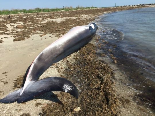 The National Oceanic and Atmospheric Administration has declared an unusual mortality event for minke whales after 29 were found dead or stranded along the East Coast.