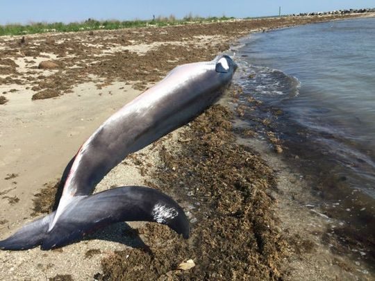 Click to enlarge The National Oceanic and Atmospheric Administration has declared an unusual mortality event for minke whales after 29 were found dead or stranded along the East Coast.