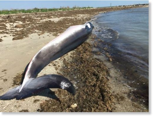Click to enlarge The National Oceanic and Atmospheric Administration has declared an unusual mortality event for minke whales after 29 were found dead or stranded along the East Coast.