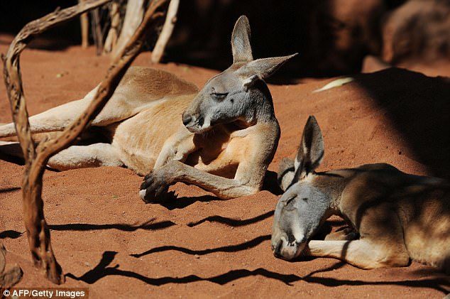 Click to enlarge Red kangaroos have died from massive hemorrhaging and internal bleeding (stock image)