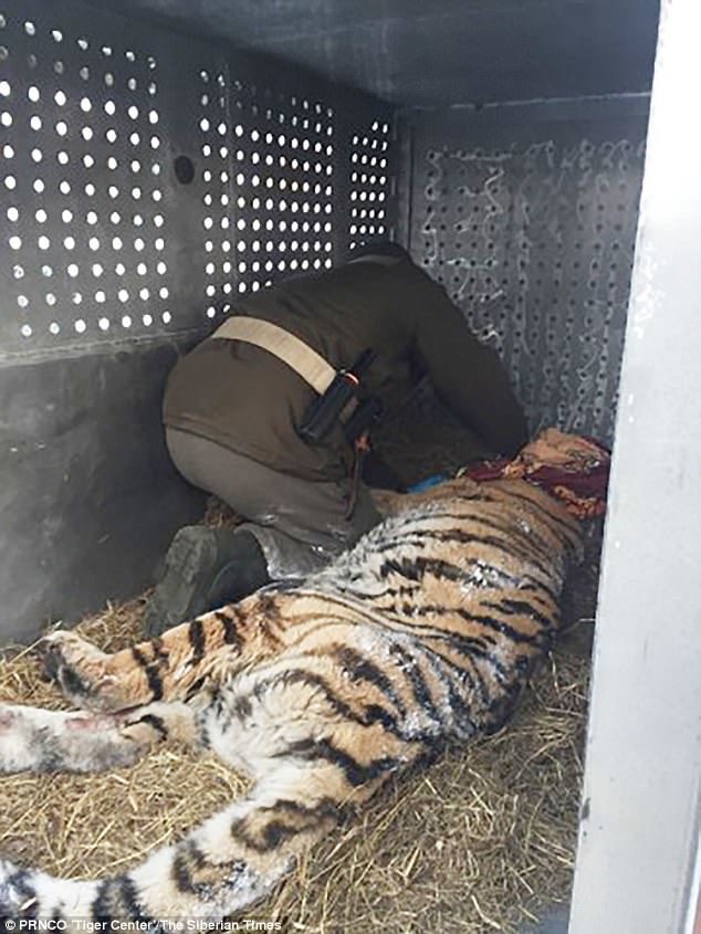 The rare predator - one of only 500 or so Siberian tigers living in their snowy natural habitat in eastern Russia - found a remote house and quietly lay down on the porch