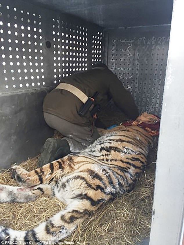 Click to enlarge The rare predator - one of only 500 or so Siberian tigers living in their snowy natural habitat in eastern Russia - found a remote house and quietly lay down on the porch