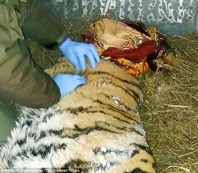 Click to enlarge An emergency team came and sedated the animal then moved it to a rehabilitation centre in Alekseevka village