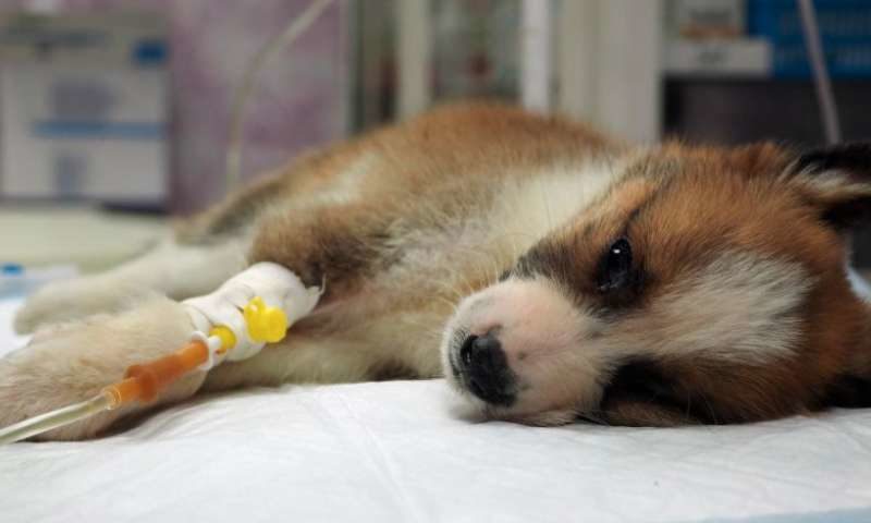 sick doggie