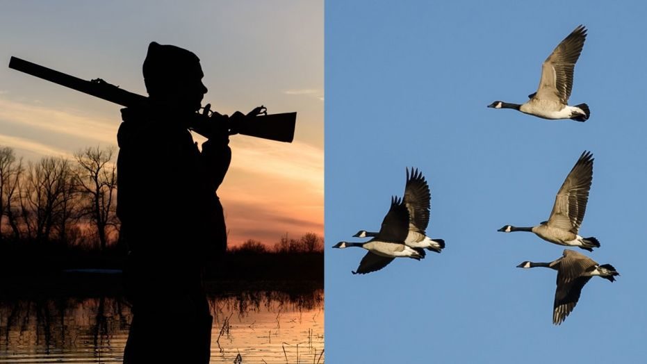 hunter goose