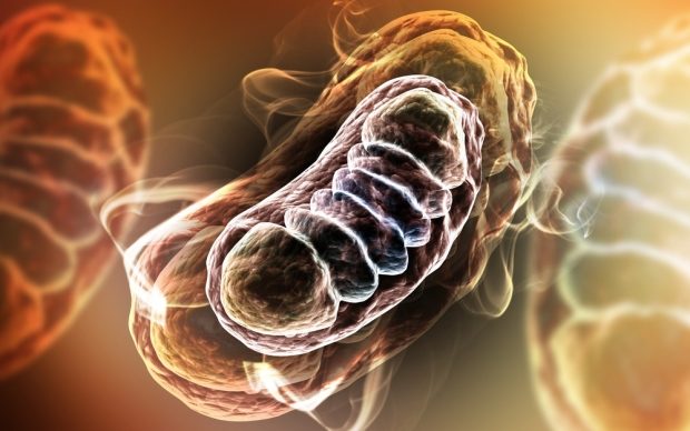 mitochondria