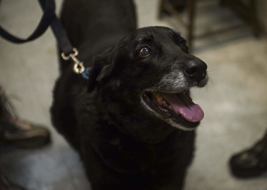 Abby the Black Lab