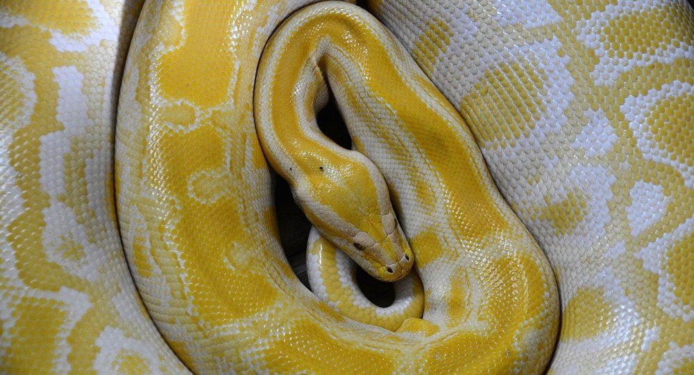 python