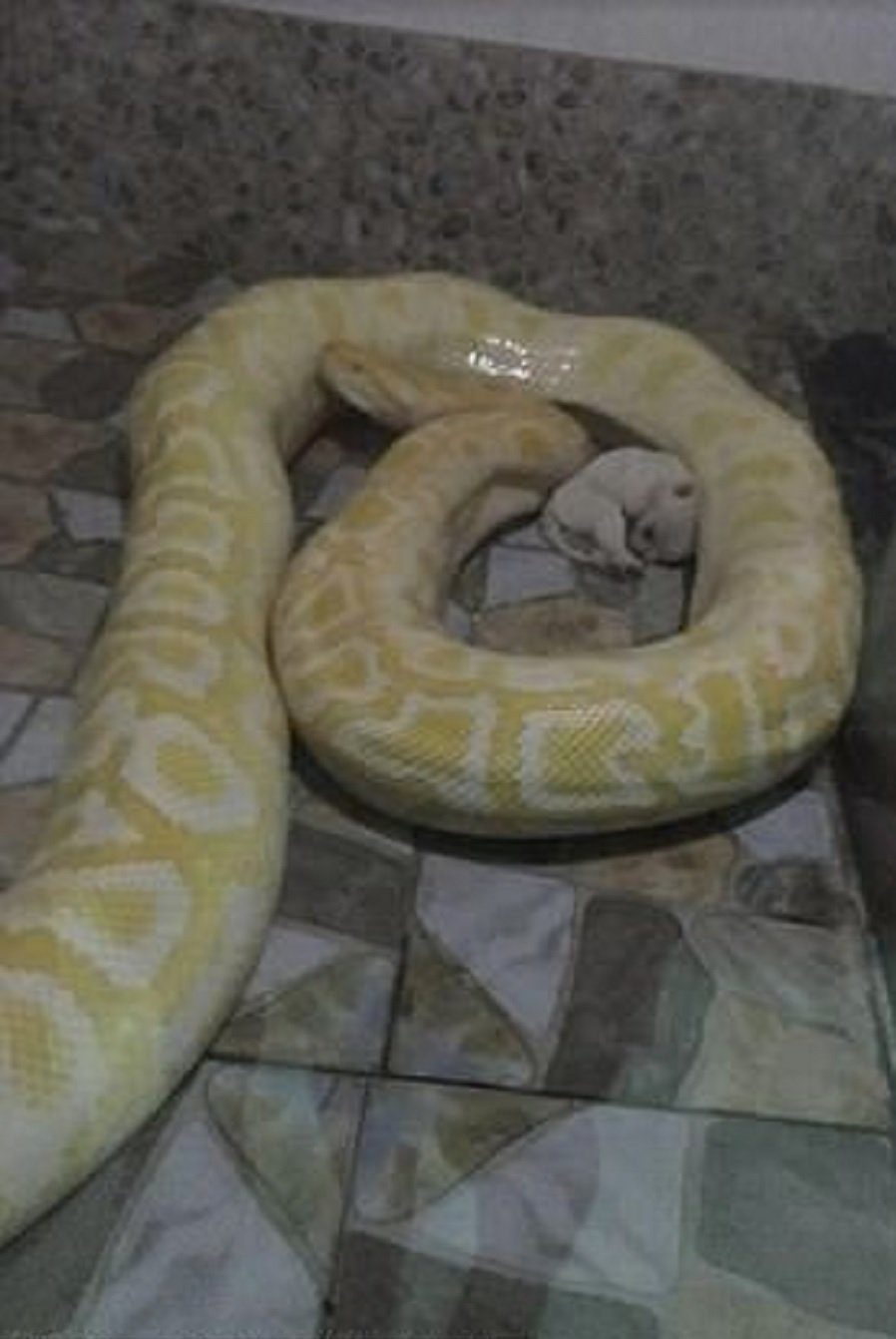 python