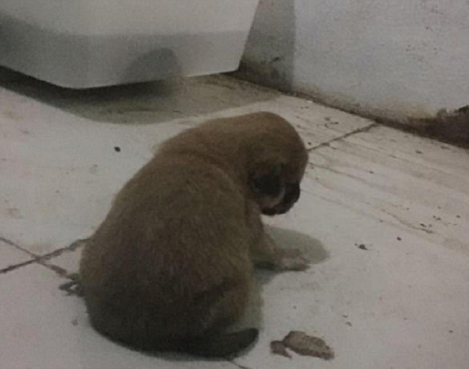 puppy