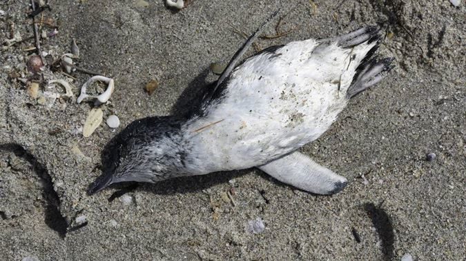 Thousands of blue penguins are dying on New Zealand's east coast, including in Northland.