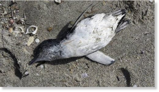 Click to enlarge Thousands of blue penguins are dying on New Zealand's east coast, including in Northland.