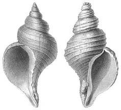 Click to enlarge sea snails