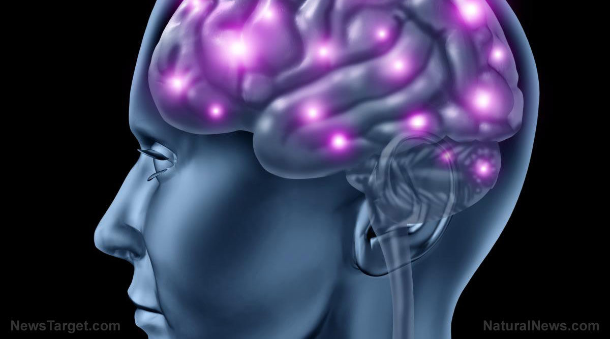 brain