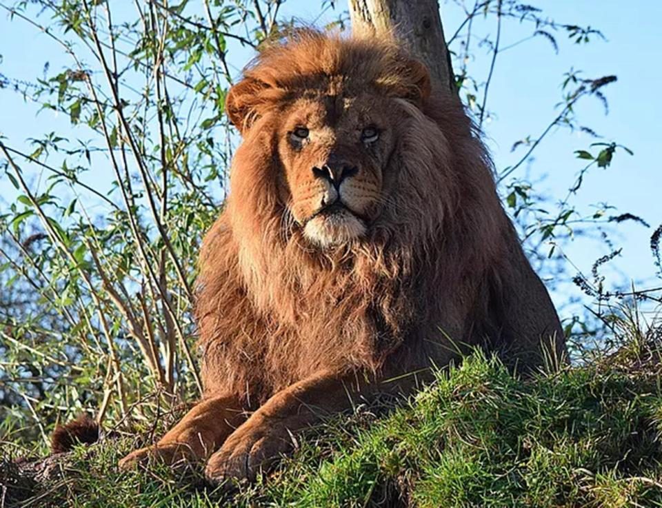 zoo of doom, south lakes safari zoo