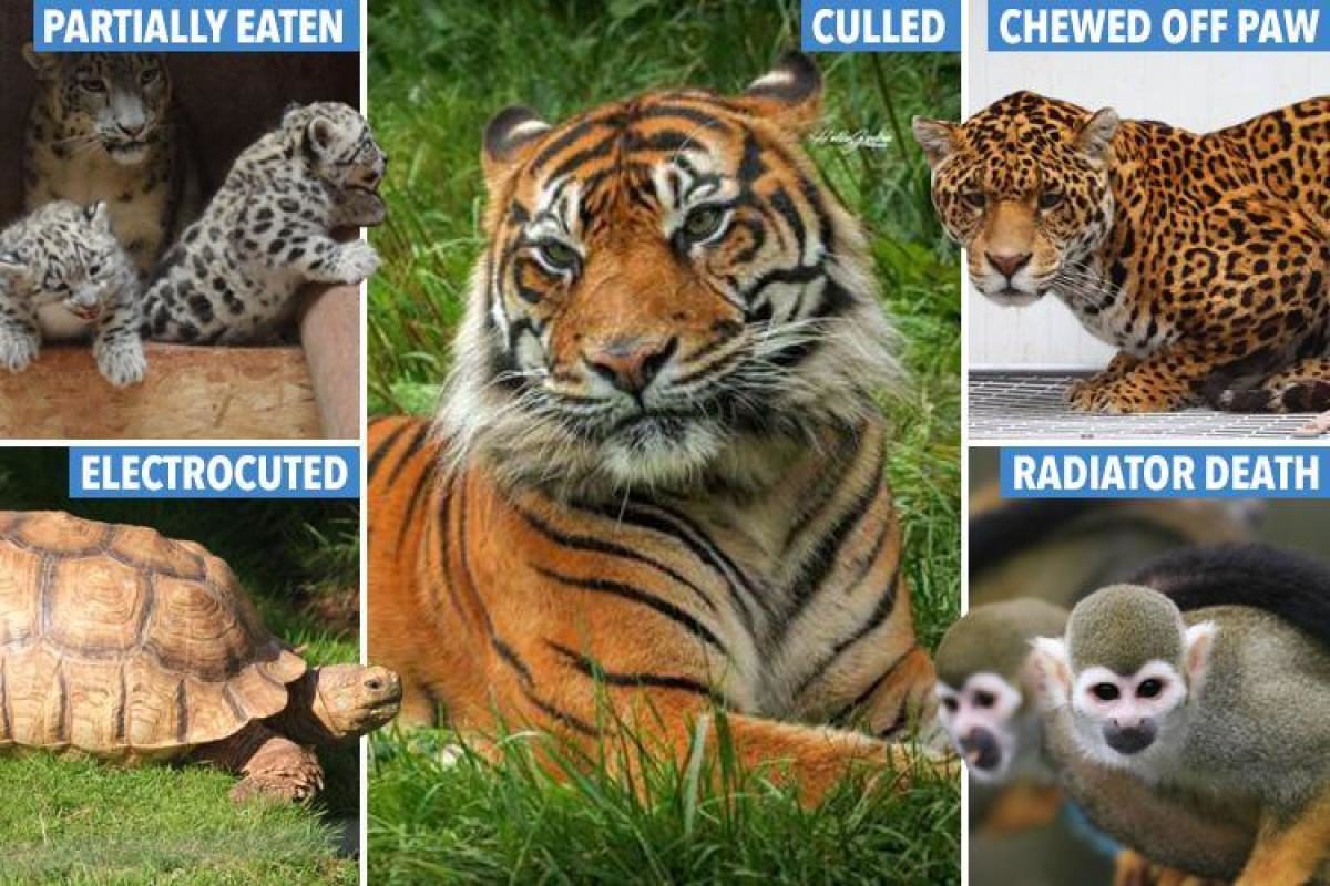 Click to enlarge zoo of doom, south lakes safari zoo